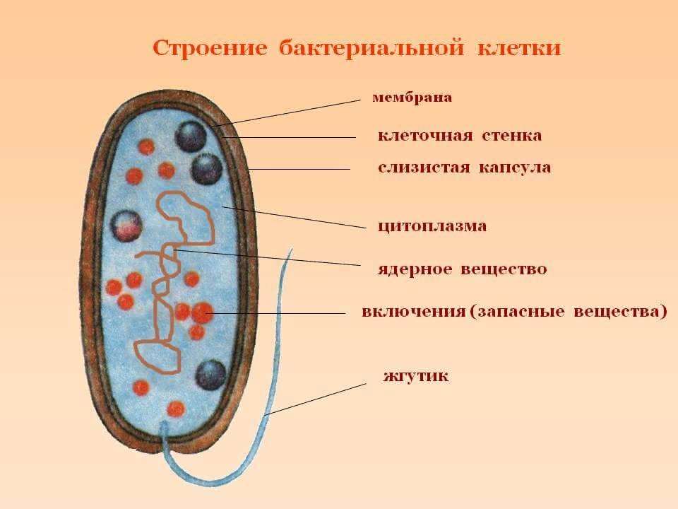 Клетки прокариот имеют ядро. Схема строенияактериальной клетки. Строение бактериальной клетки 5. Схема строения бактериальной клетки. Строение бактериальной клетки 6 класс биология.