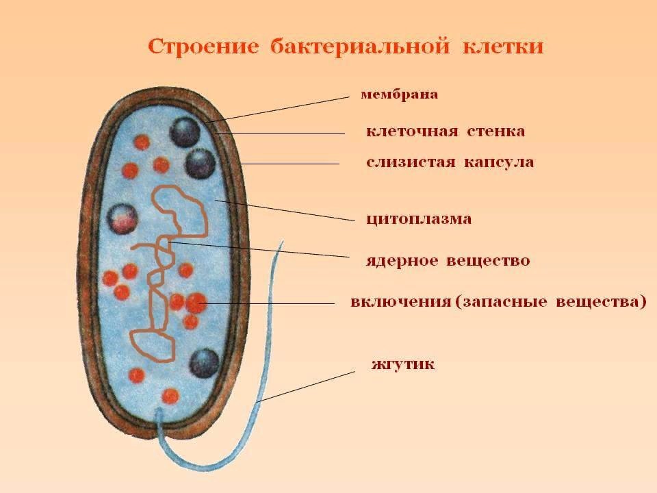 Изучение клеток бактерий. Схема строенияактериальной клетки. Обобщенная схема строения бактериальной клетки. Строение бактериальной клетки 6 класс биология. Строение бактериальной клетки рис..