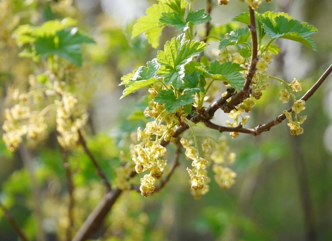 Ribes (смородина) Цветущая