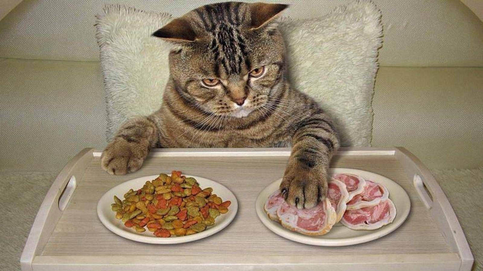 Можно котам орехи. Котик с едой. Еда для кошек. Еда для котят. Кот кушает.