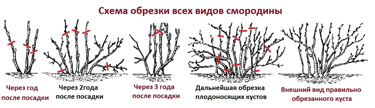 Обрезка кустарников схема