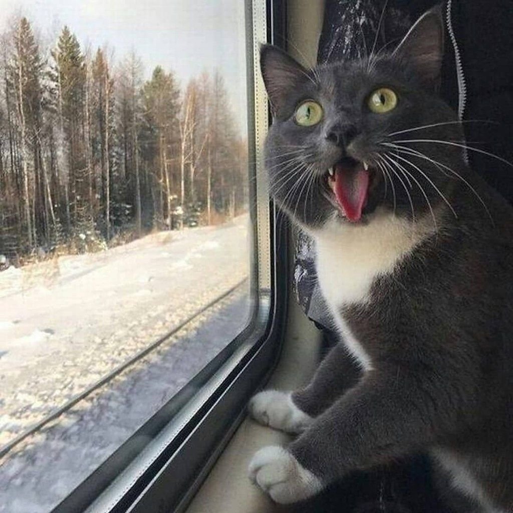 Кот едет в поезде