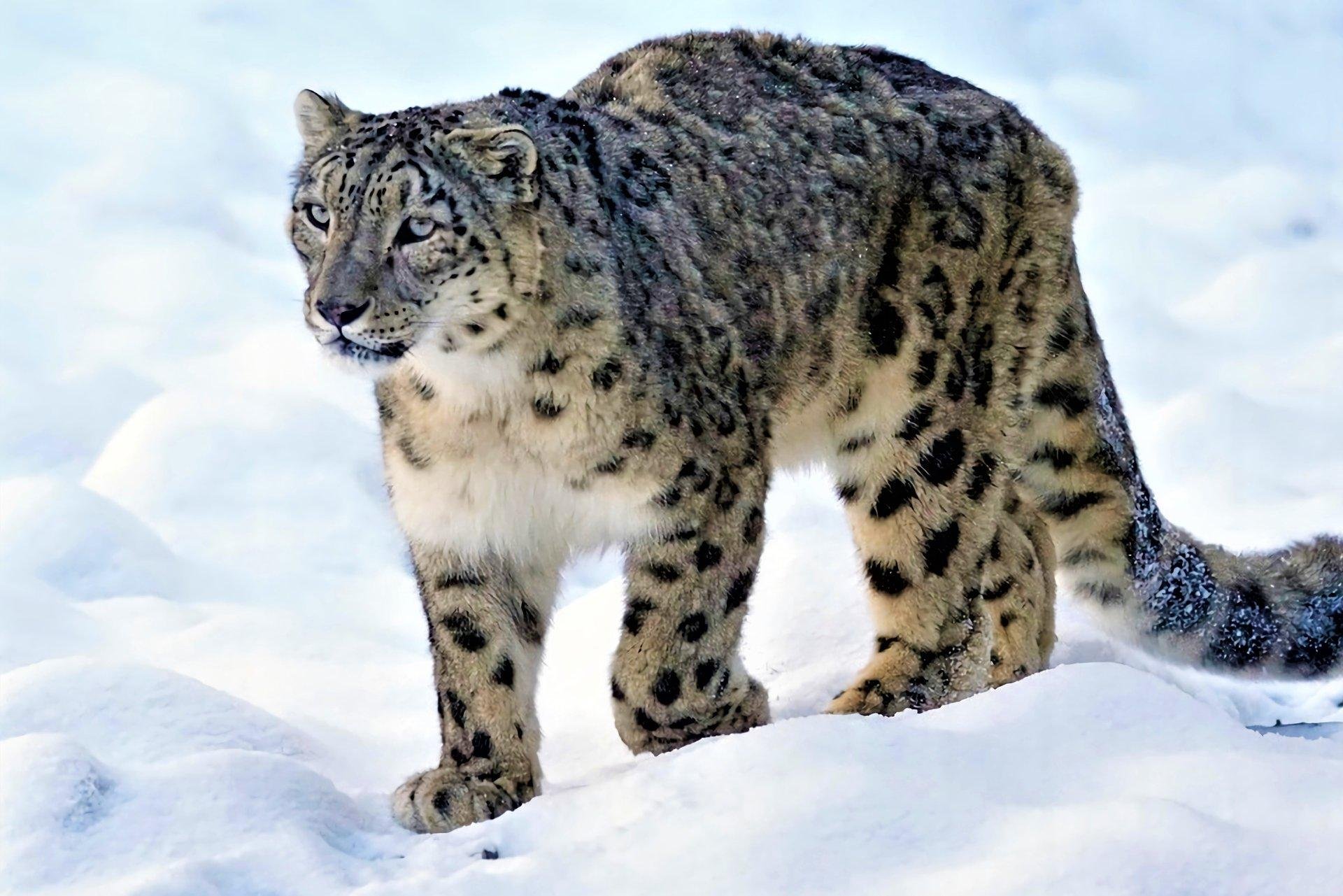 Барс фото и описание. - Снежный Барс (Panthera uncia. Ирбис (снежный Барс) uncia uncia. Снежный Барс Ирбис зимой. Снежный леопард Гималаи.