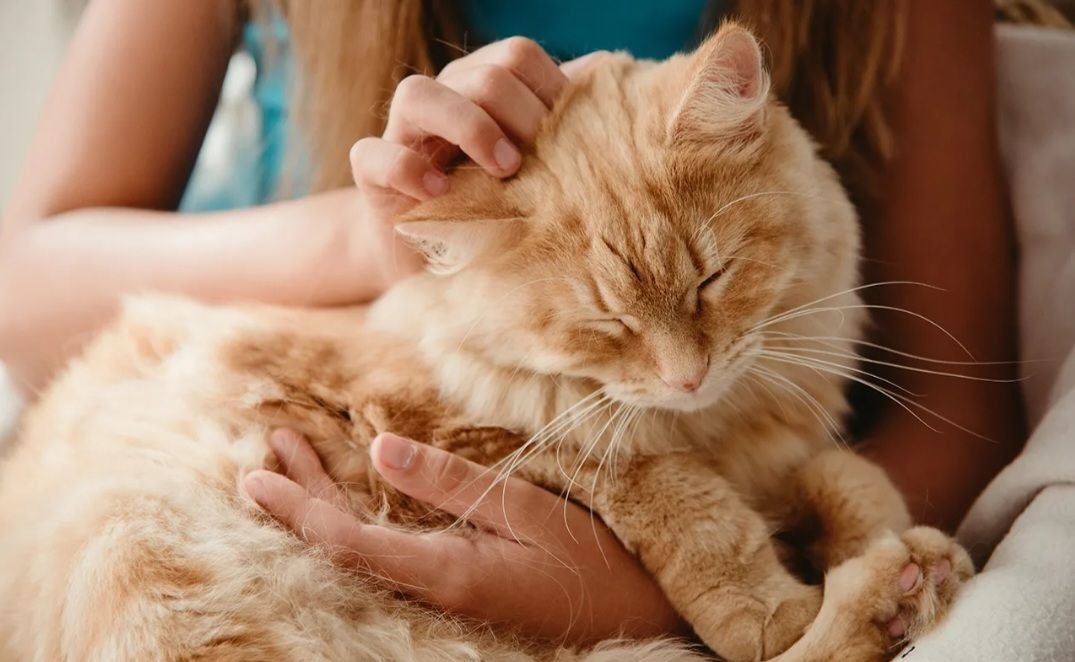 Довольно мурлыкает кошка. Кошка на руках. Гладить кота. Рыжий кот на руках. Котика гладят.