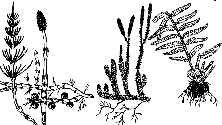 Плауны хвощи папоротники схема