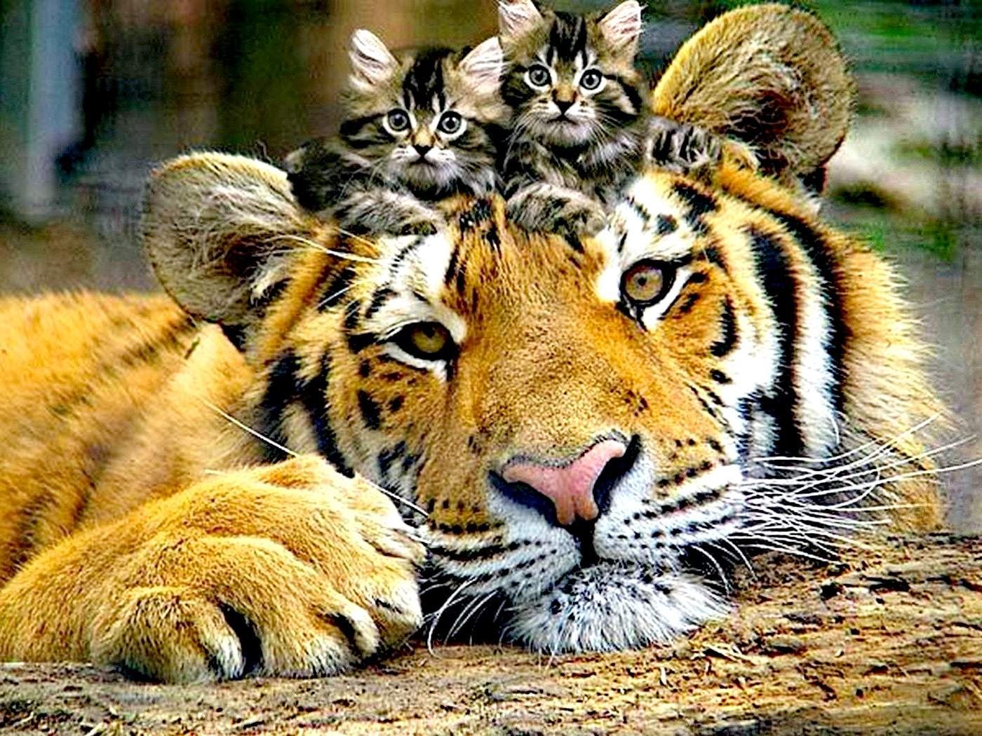 тигр и тигрица. тигренок. уссурийский тигр. тигрята. тигр 2022.