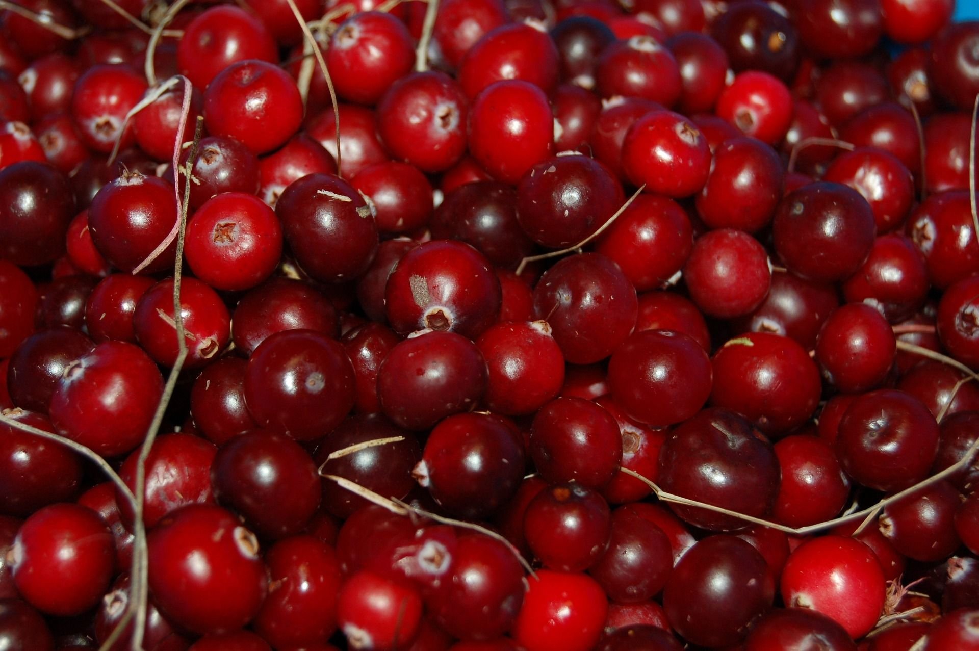 Cranberries Berry