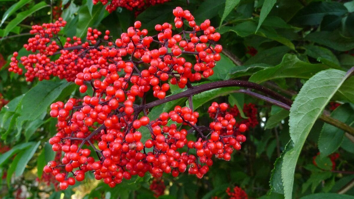 Бузина красная. Бузина обыкновенная (Sambucus racemosa). Бузина красная Sambucus racemosa. Бузина красная (Sambúcus racemósa). Бузина ядовитая ягода.