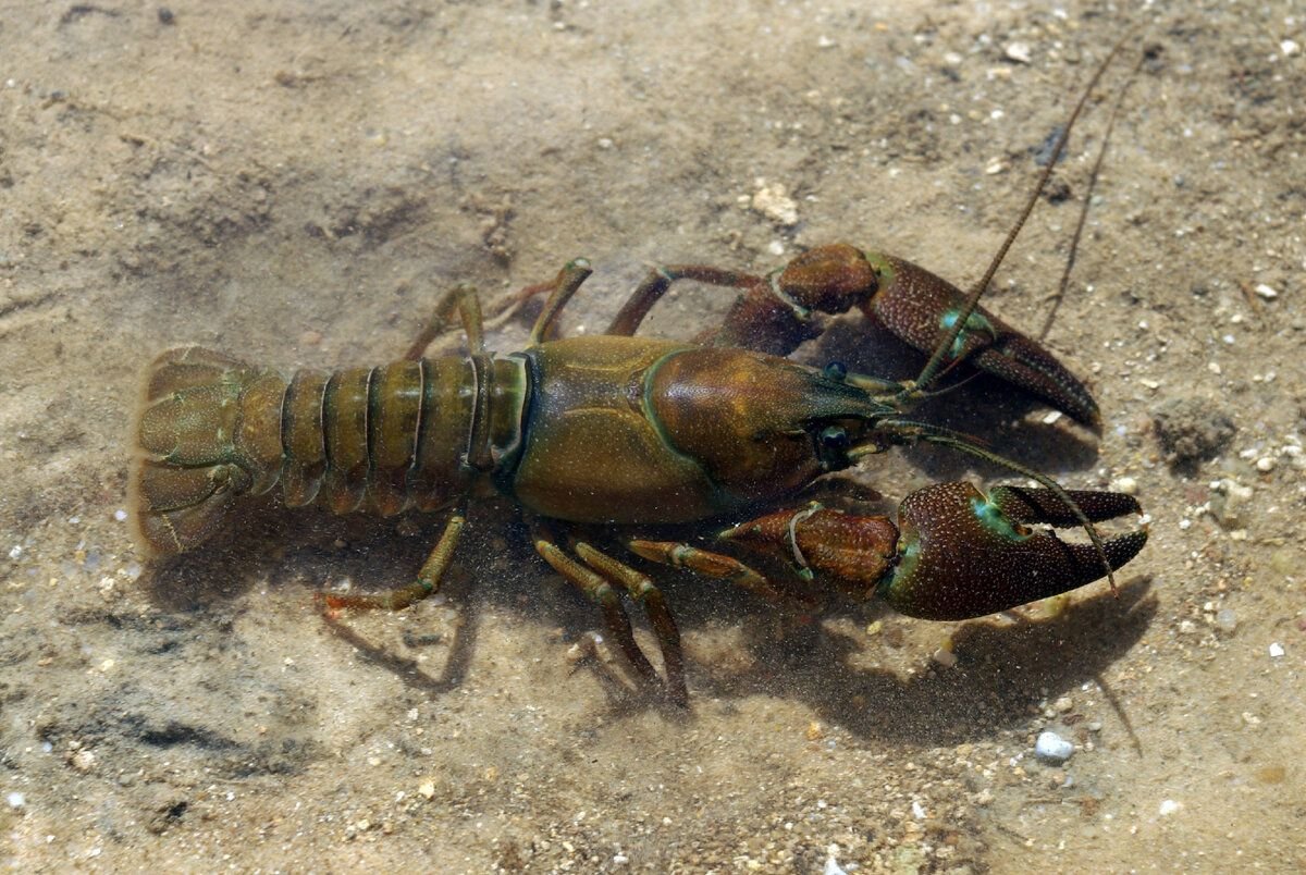 Раки чувствуют. Pacifastacus leniusculus. Пресноводные ракообразные. Пресноводные Членистоногие. Наземные ракообразные.