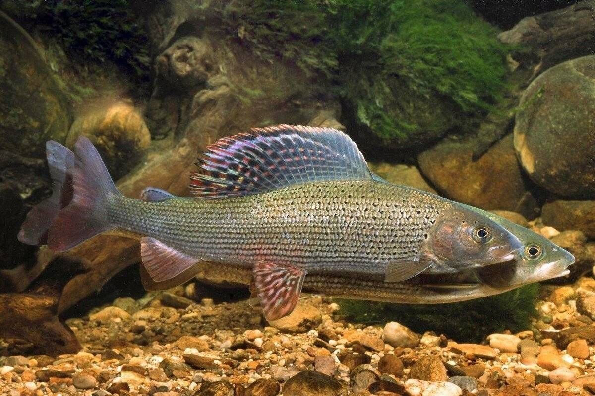 Хариус рыба где водится в россии фото