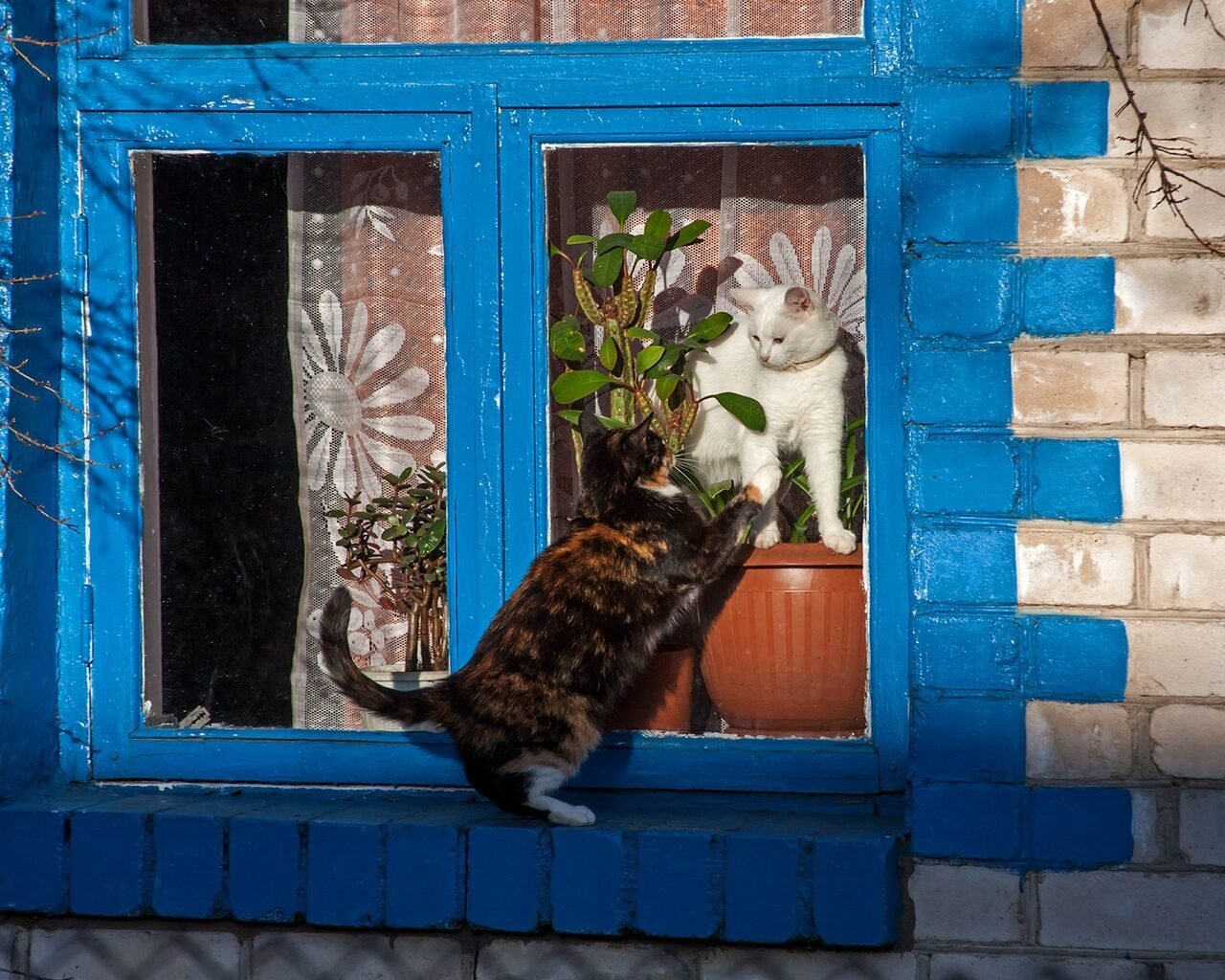 Посмотри в окно найди. Кот на окне. Кошки на окошке. Котик у окна. Коты в окне.