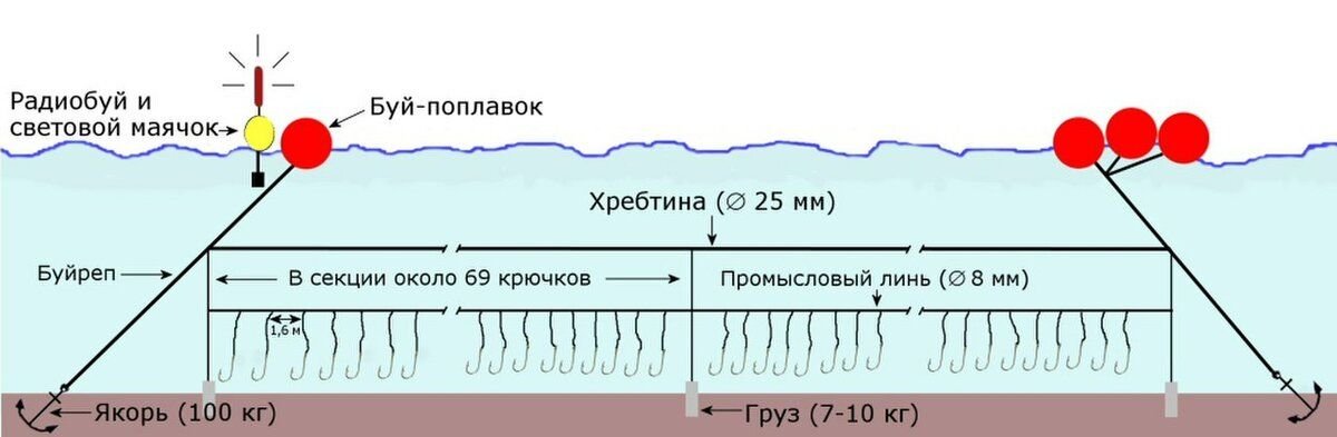 Антарктический клыкач фото