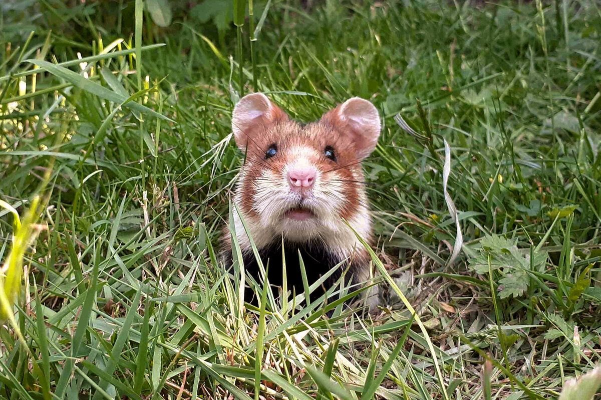 Обыкновенный хомяк Cricetus Cricetus