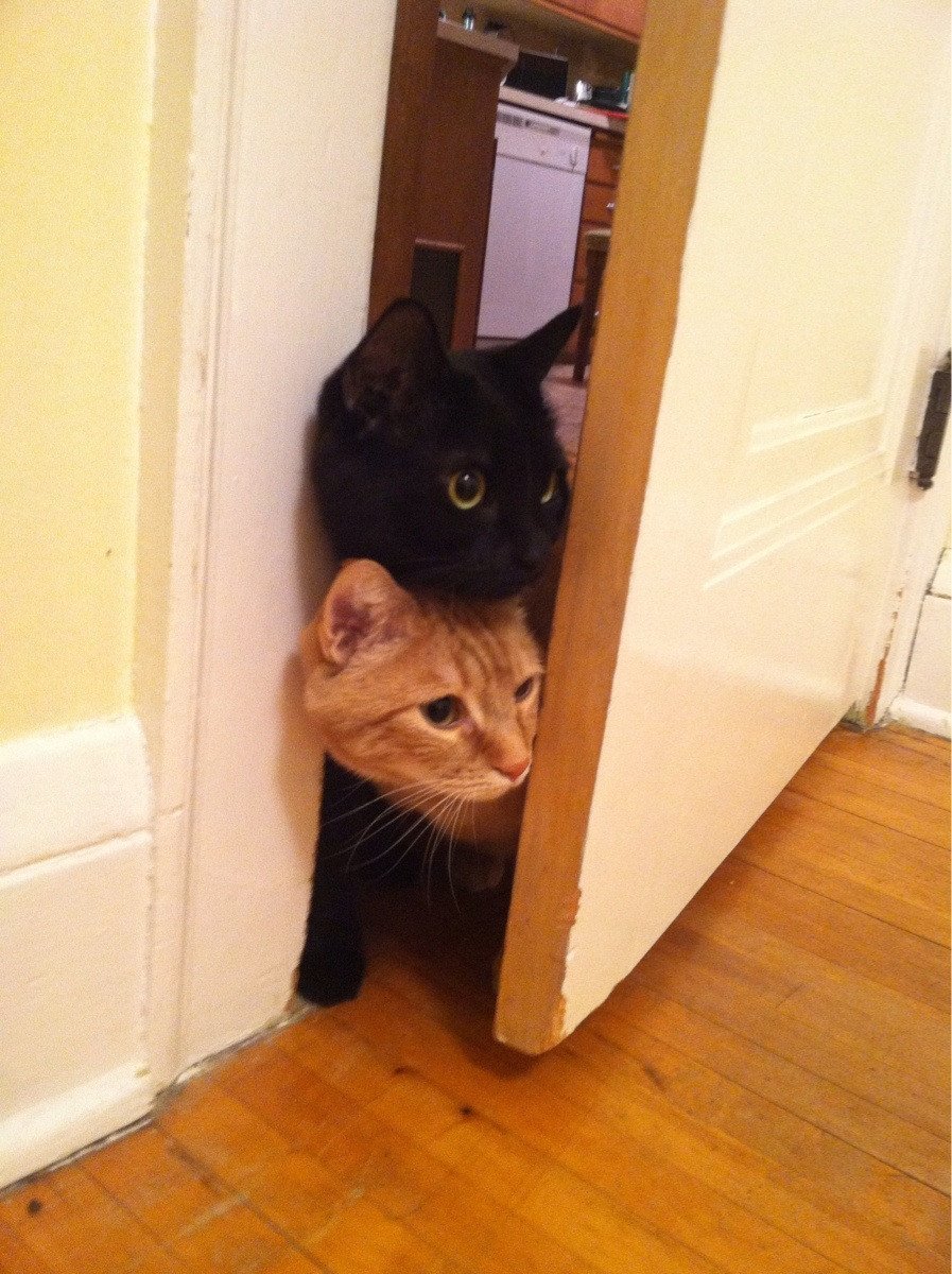 Дверь для кота