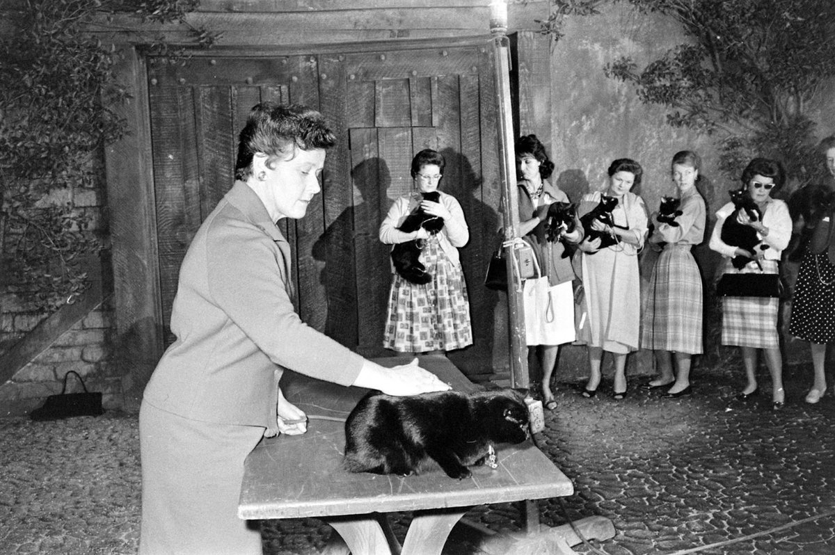 Голливуд прослушивание черных котов 1961