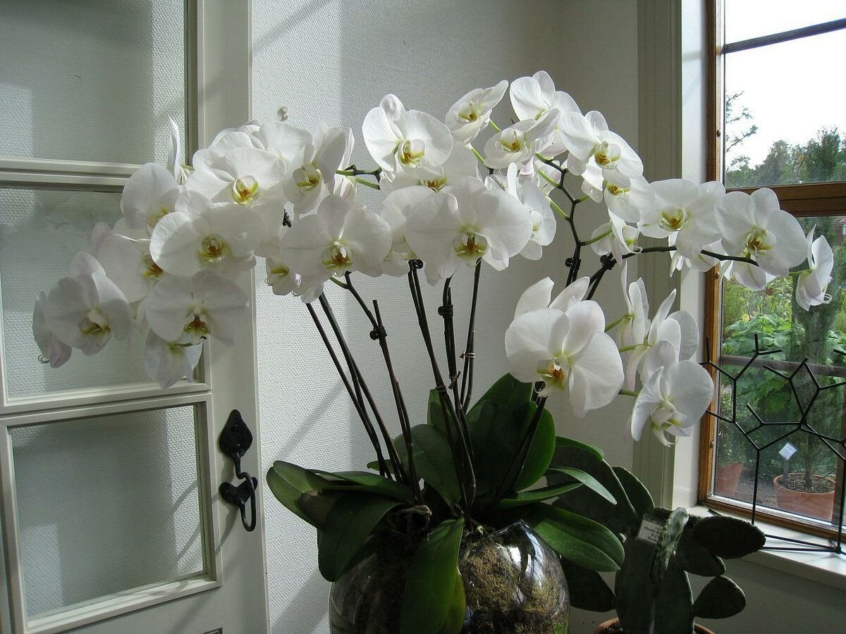 Орхидея фаленопсис обильное цветения