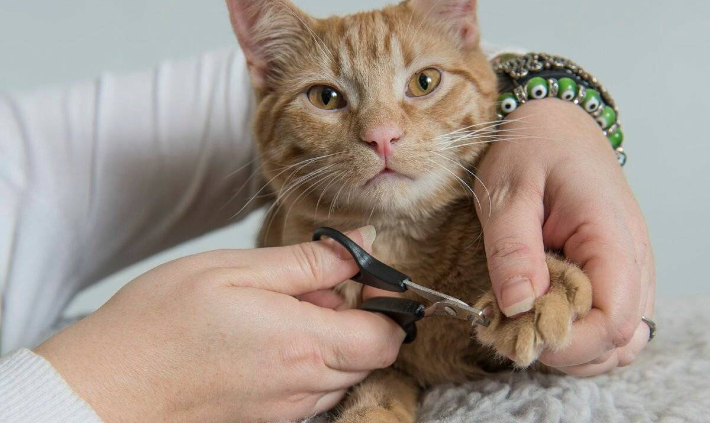 Стрижка ногтей у кошек. Стрижка когтей. Подстригание когтей у кошек. Стрижка когтей котенку.