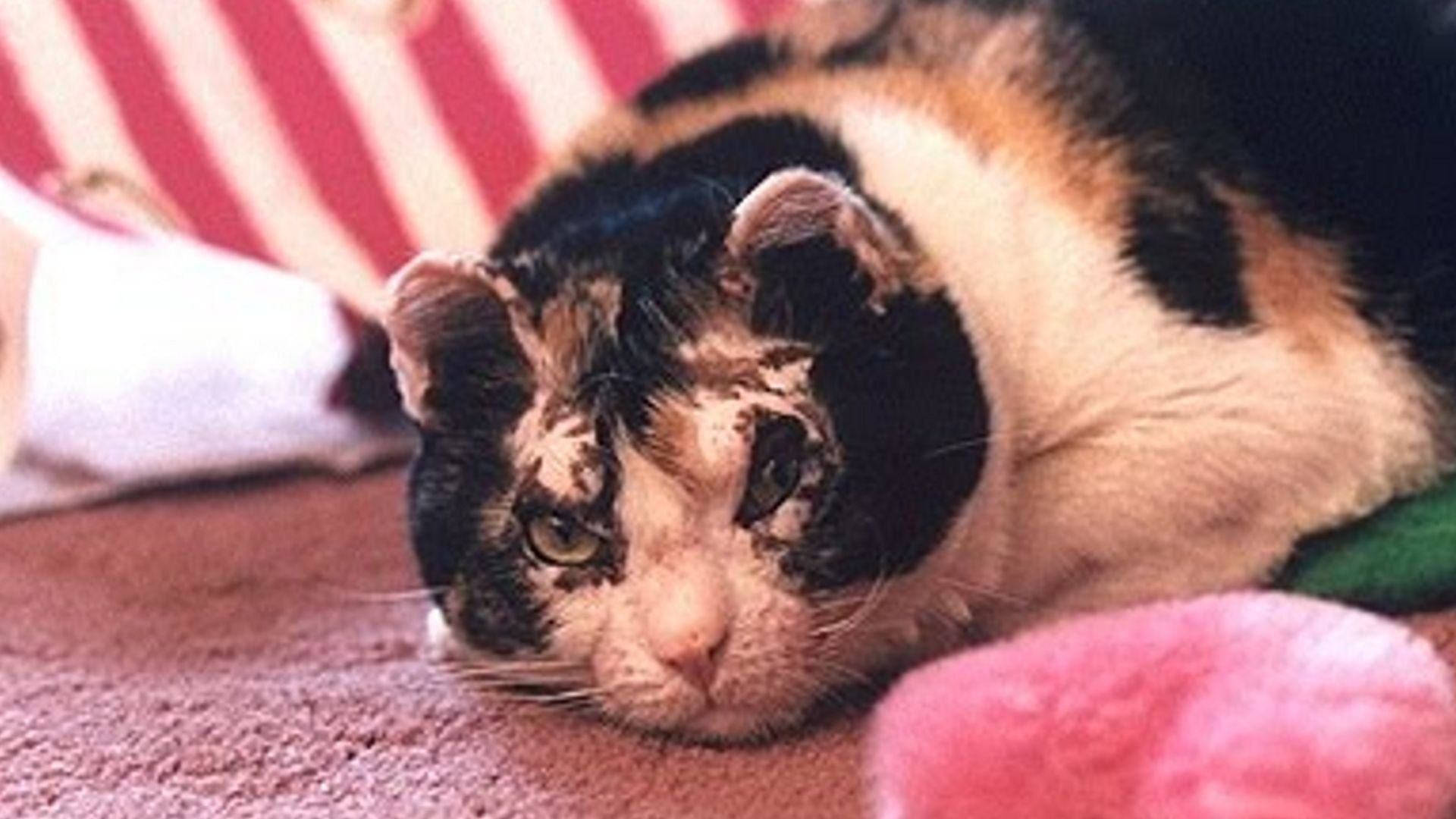 кошка спасла котят из пожара. кошка спасла котят. скарлетт кошка героиня. кошка скарлетт. кошка спасла котят.