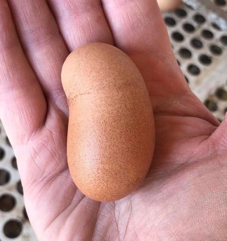 яйца необычной формы. идеи украшения пасхальных яиц. необычные яйца. самые необычные яйца. драконье яйцо из эпоксидной смолы.