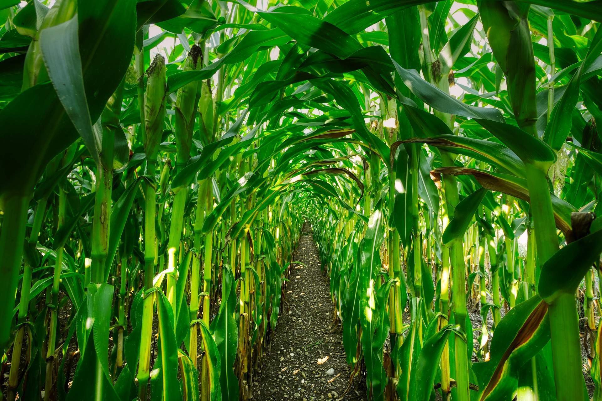 More crops. Маисовая кукуруза. Кукурузные поля в Бразилии. Поле трансгенной кукурузы. Кукуруза голосеменное.