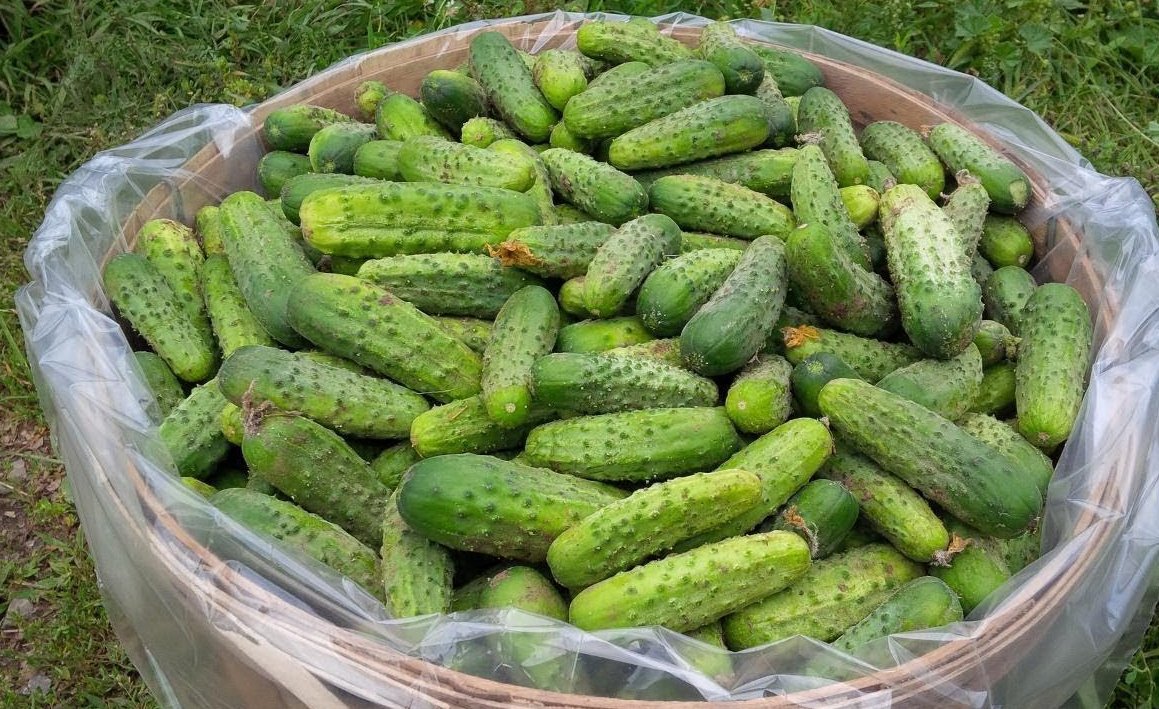 зеленец корнишон пикули. огурцы в огороде. огурец мелен f1. огурцы большая грядка. огурцы большая грядка.