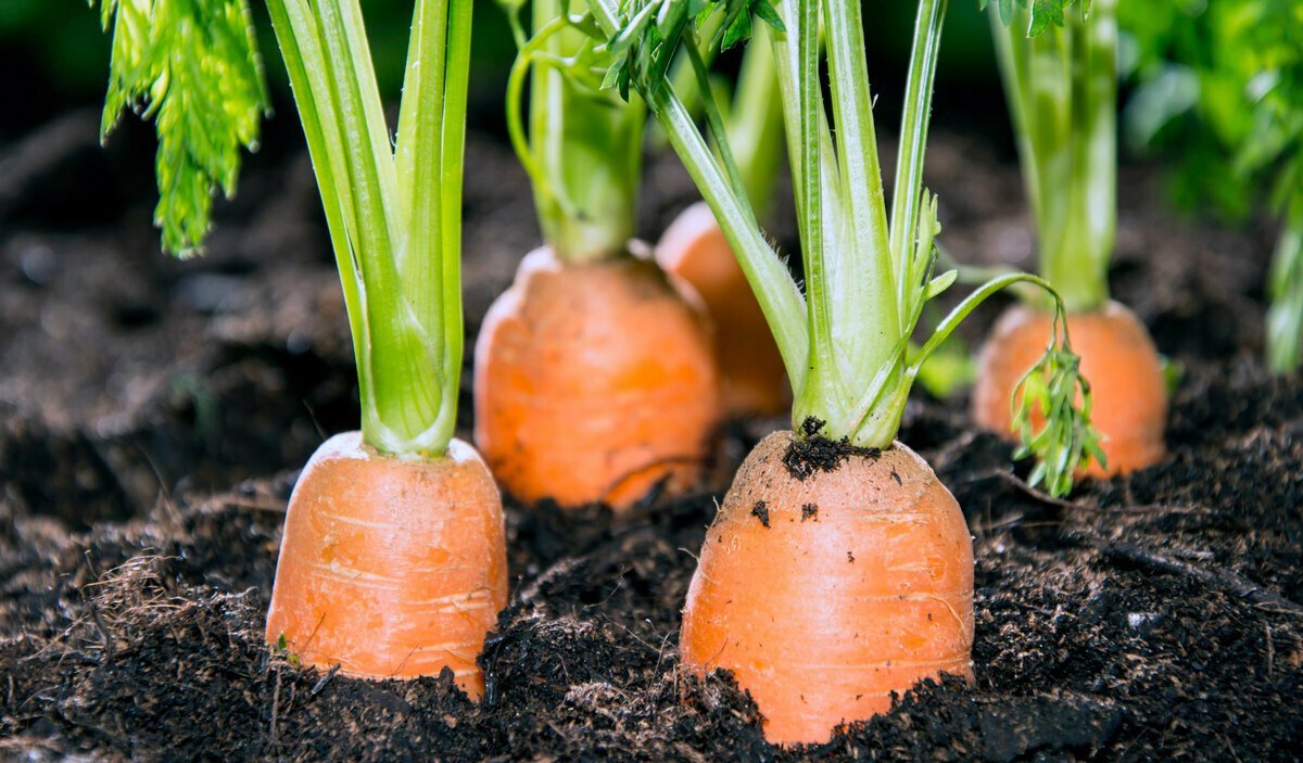 Три секретных способа посева моркови без дальнейшего прореживания. Советы читателей