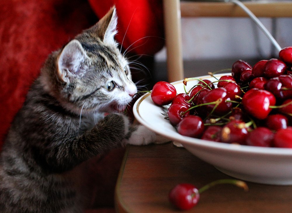 Малиновый кот. Котик с вишней. Кошка и черешня. Кот с вишенкой. Кошка клубника.