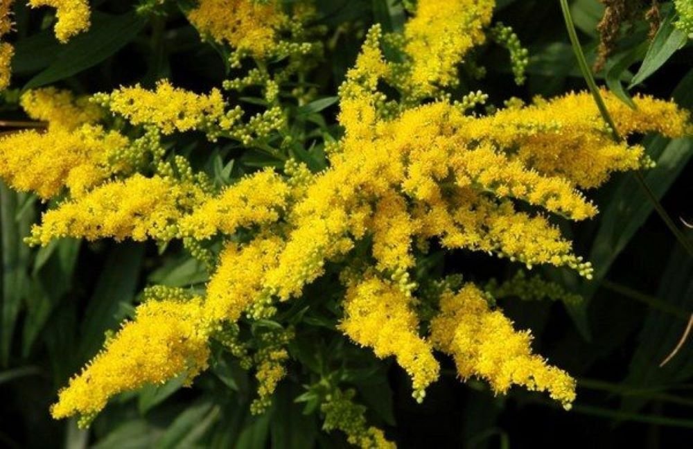 Желтые цветы похожие на мимозу. Золотарник солидаго. Солидаго (золотарник) variegata. Солидаго (Мимоза) золотарник. Золотая розга (золотарник).