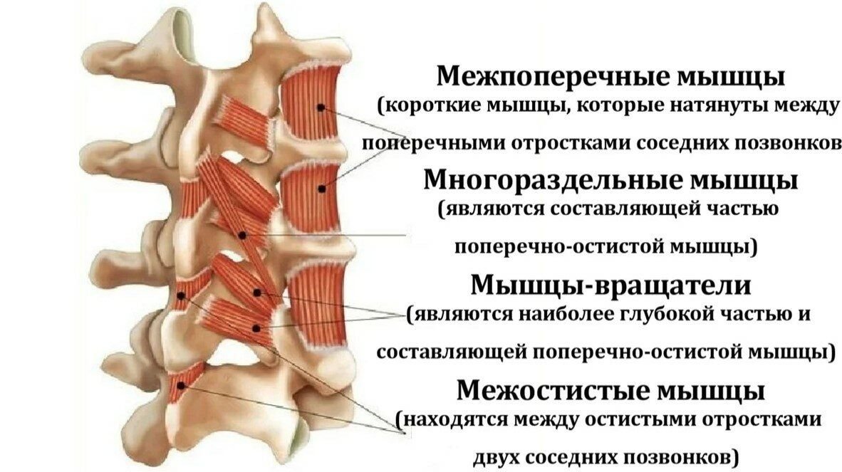 Между позвонками. Межпоперечные мышцы позвоночника. Межпоперечные латеральные мышцы поясницы. Передние шейные межпоперечные мышцы. Межпоперечные мышцы прикрепление.