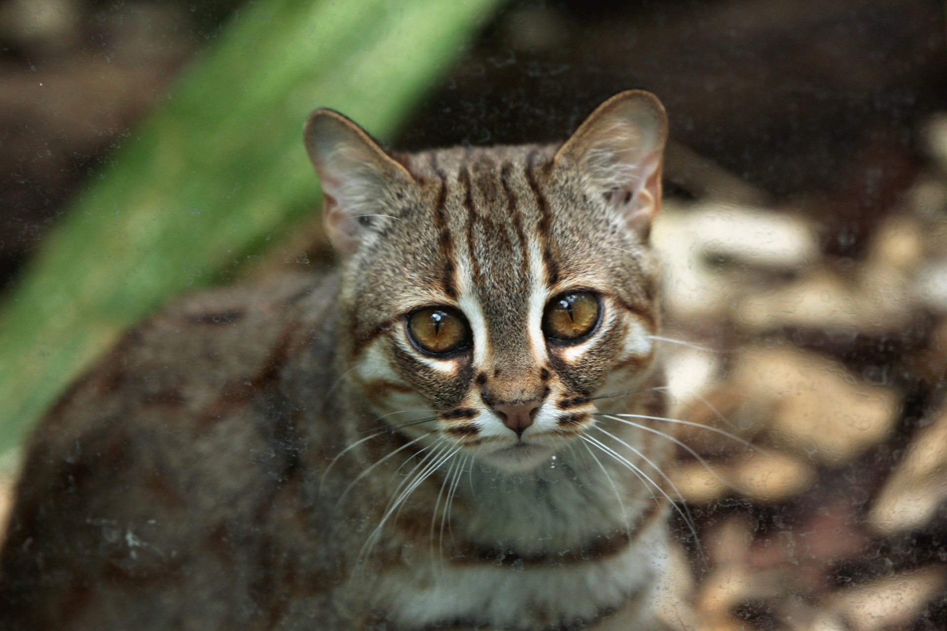 Азиатская кошка