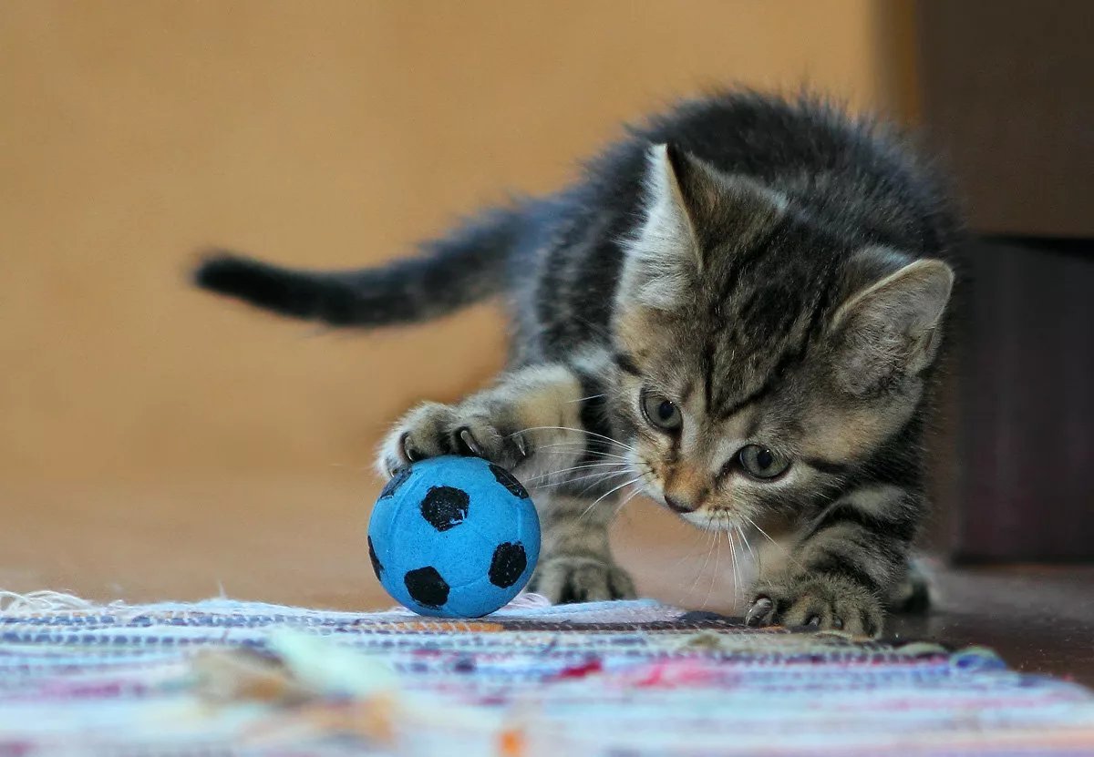 Веселые котята играть. Котенок с мячиком. Мячики для кошек. Мяч с котенком. Котенок играет.
