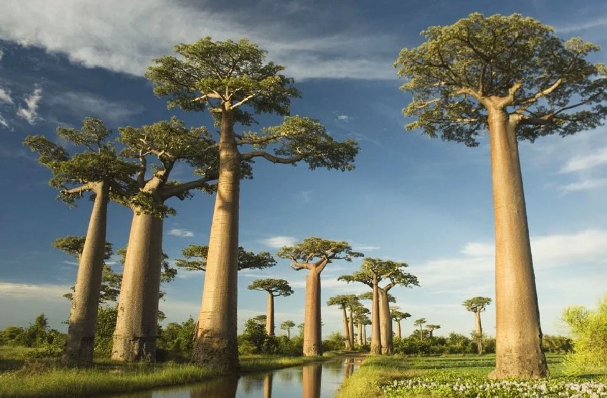 Необычные деревья Португалии баобабы