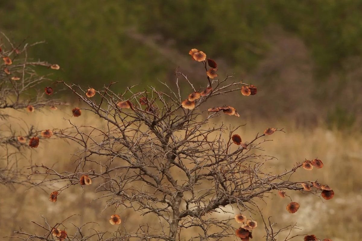 в зарослях терновника расстелена кровать
