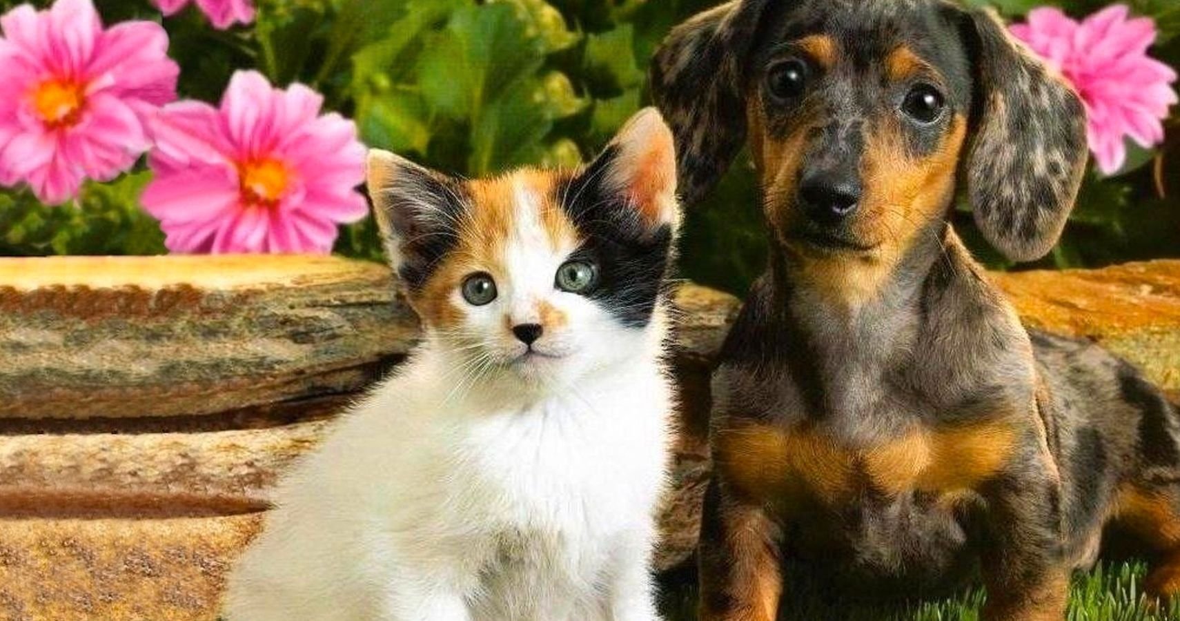 Котята щенята картинки