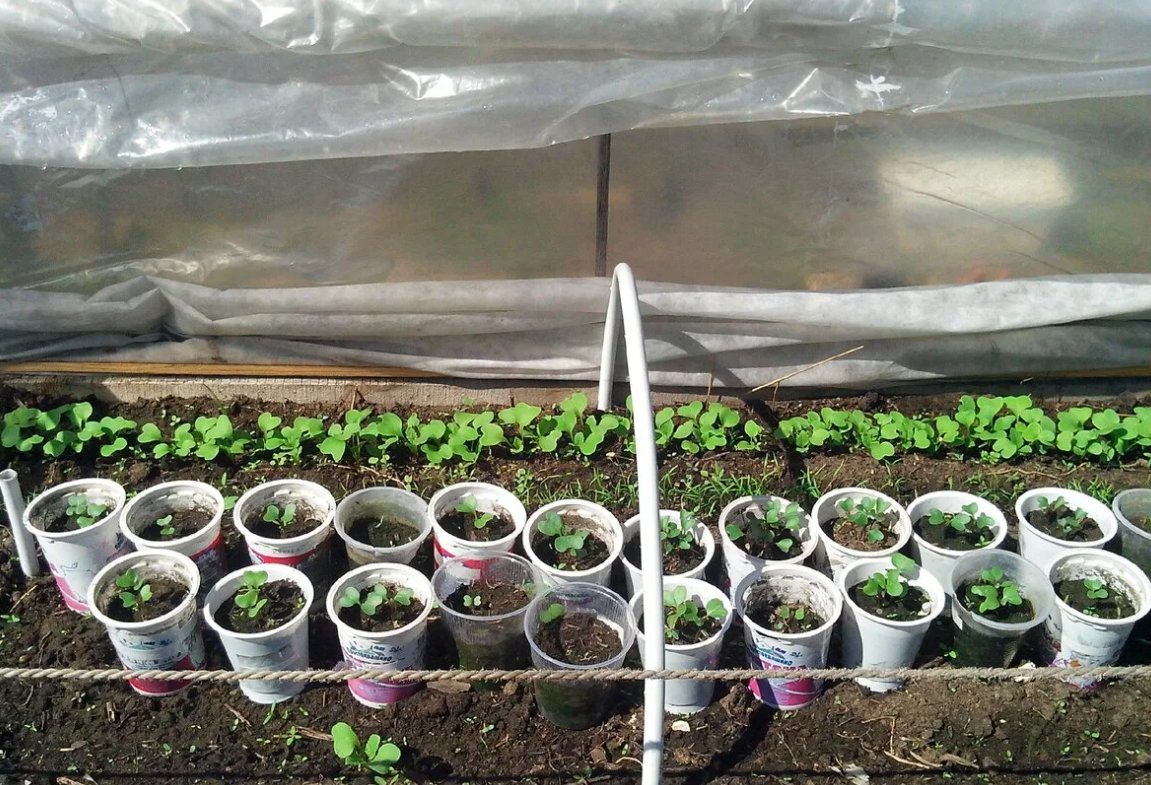 капуста ринда рассада. когда сажают раннюю капусту на рассаду 2024. когда сажают раннюю капусту на рассаду 2024. рассада капусты в стаканчиках. рассада белокочанной капусты.