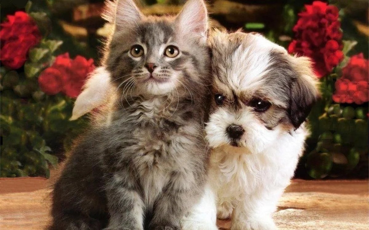 Красивые собаки и кошки
