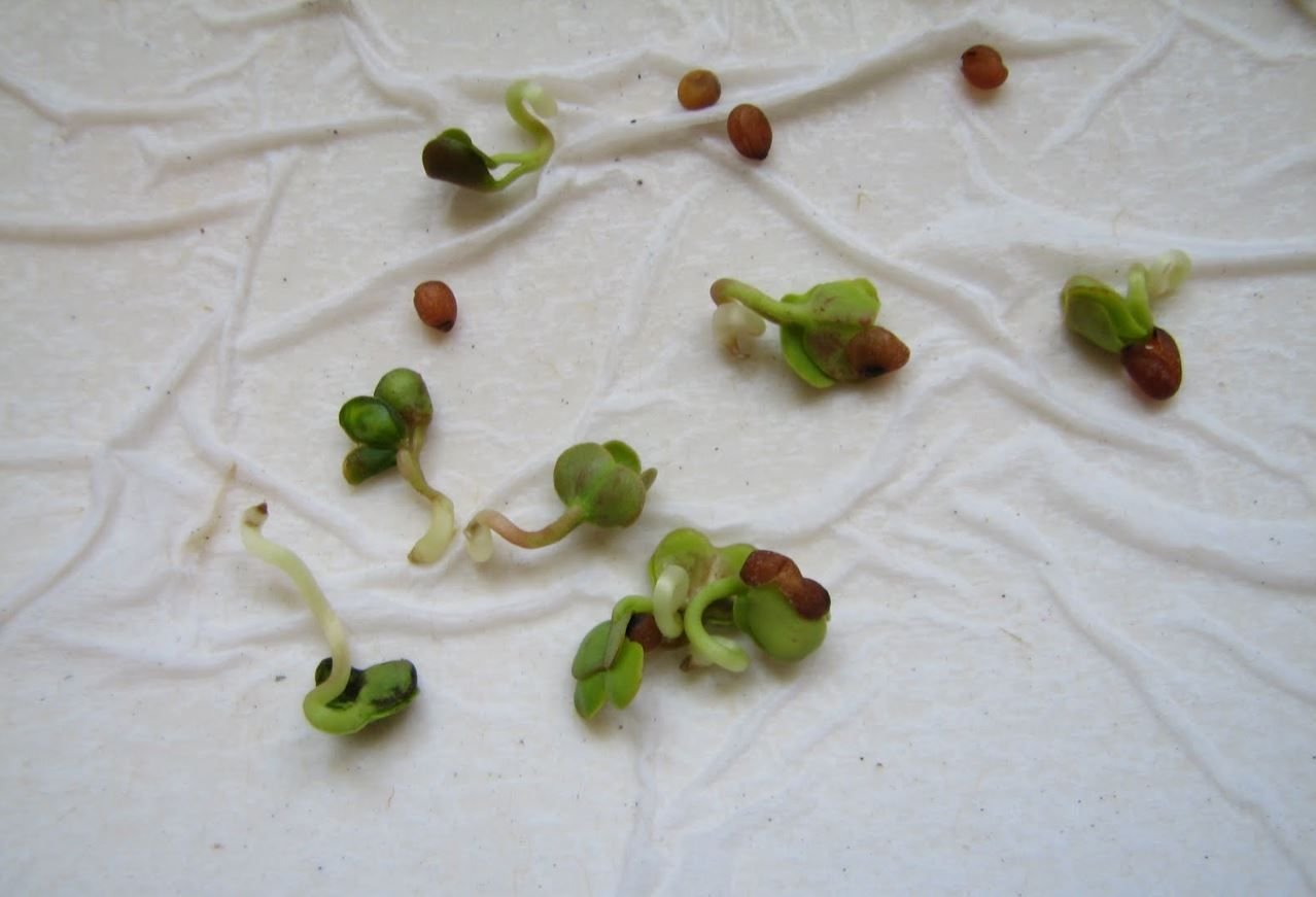 Как выглядят семена редиски фото