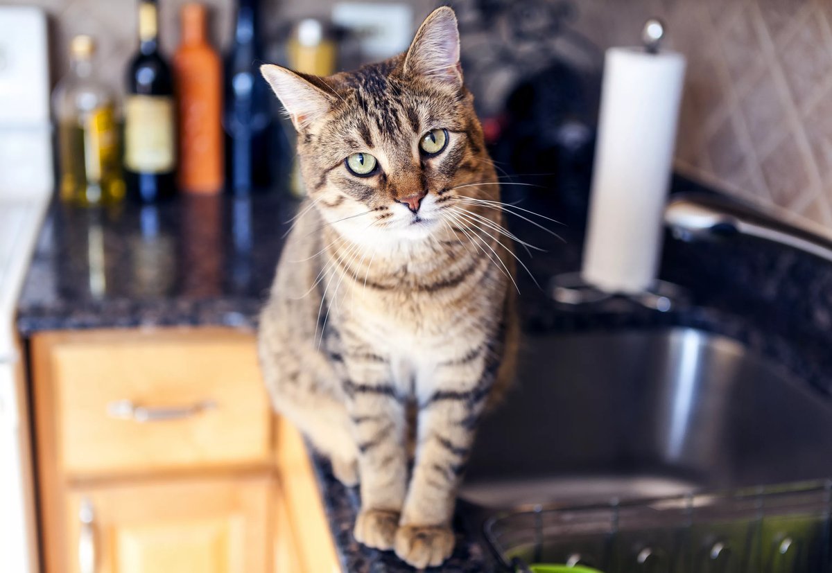 Кошка просит еду. Кошка на кухне. Котик на кухне. Кошка на столе на кухне. Кошка сидит на столе.