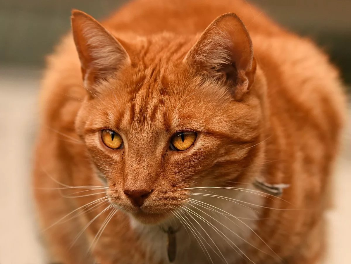 Ginger tabby Cat порода