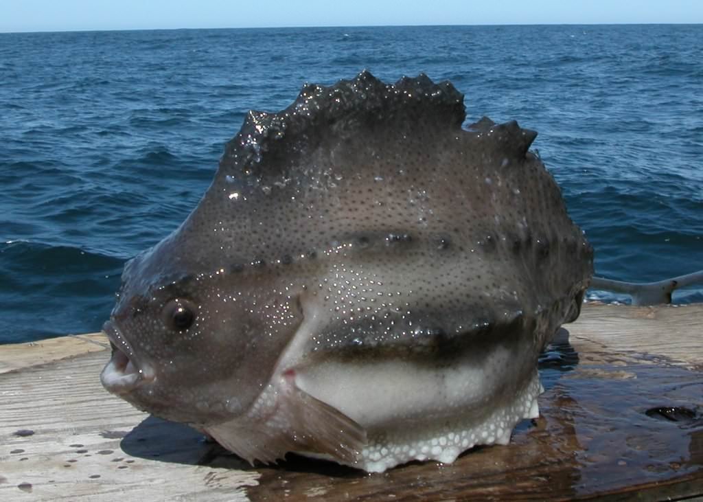 Все что водится в черном море