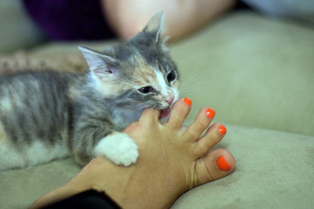 кусачие коты. кот кусает за ноги без причины. почему кот кусает за ноги хозяйку. котик царапает. кот вцепился в руку.