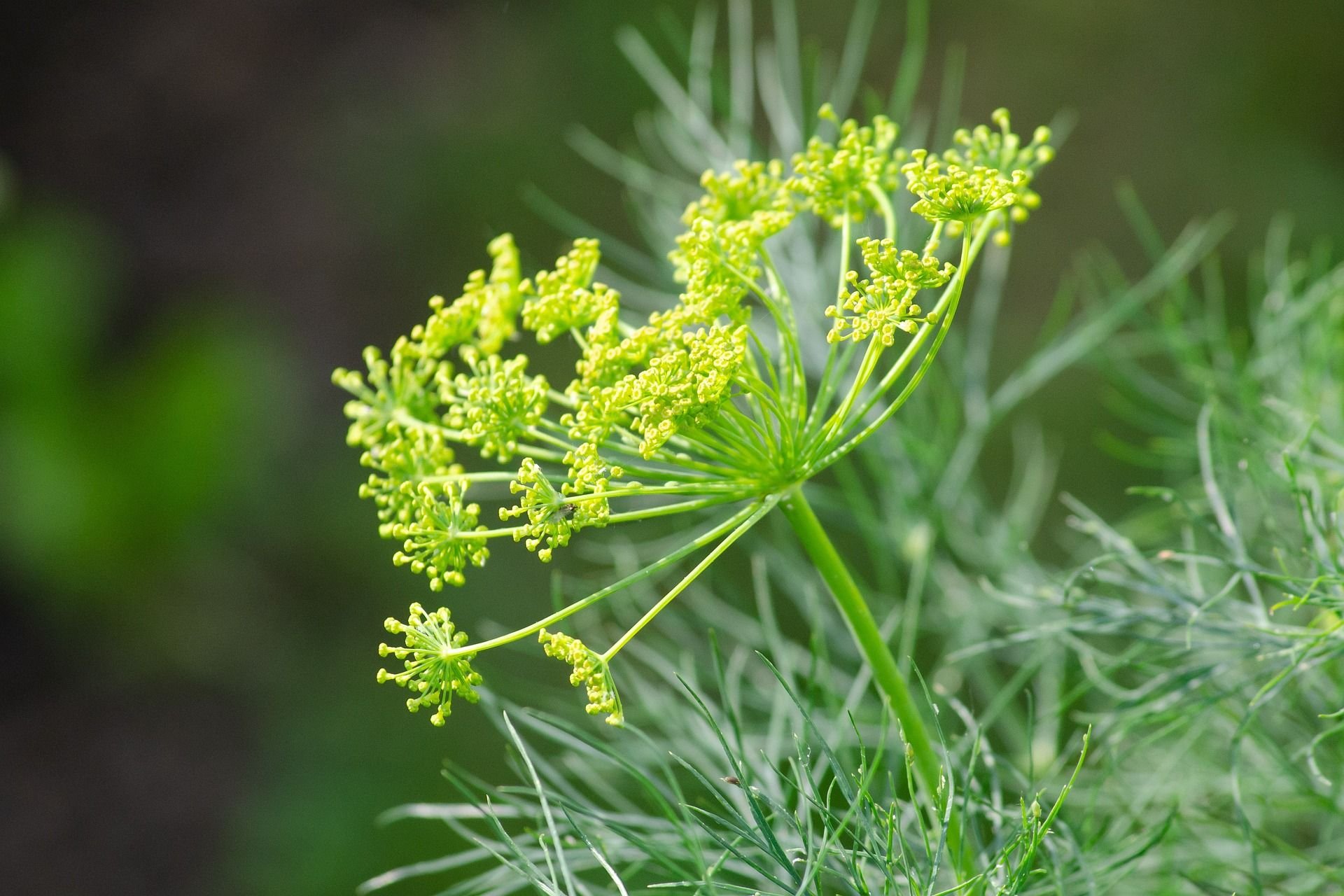 Укроп пахучий - Anethum graveolens