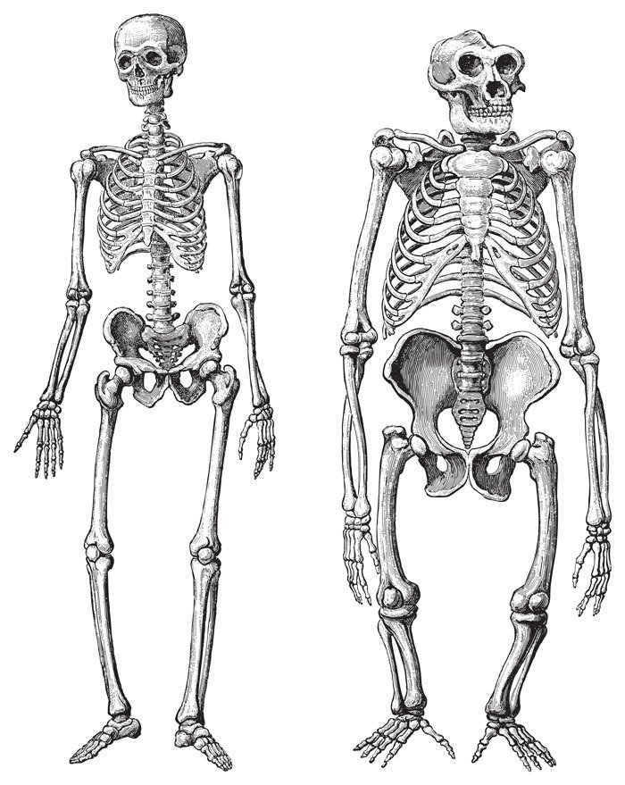Скелеты человека и человекообразных обезьян