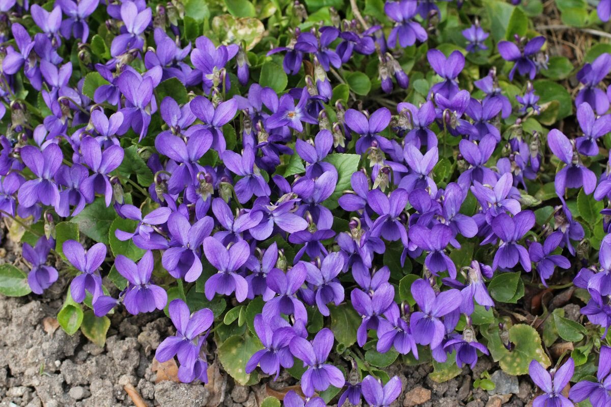 Viola odorata фиалка душистая