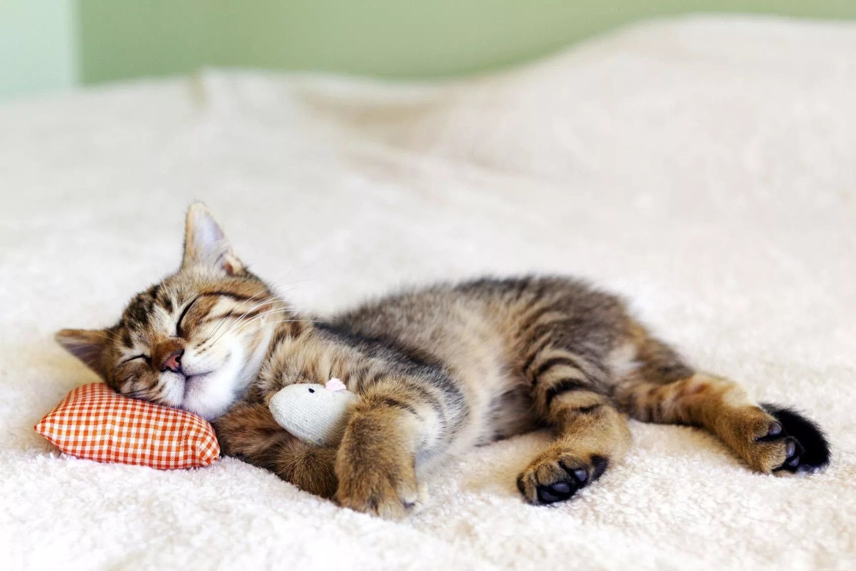 К чему снится кошка женщине замужней ласковая. Спящие котята. Спящий котенок. Котик в кровати.