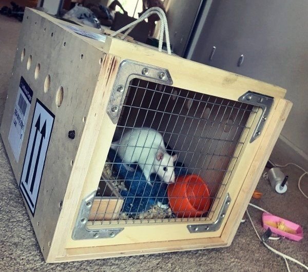 Мышь в самолете. Животные в салоне самолета. Грызунов самолет. Грызунов самолет. Хомячки сирийской породы.