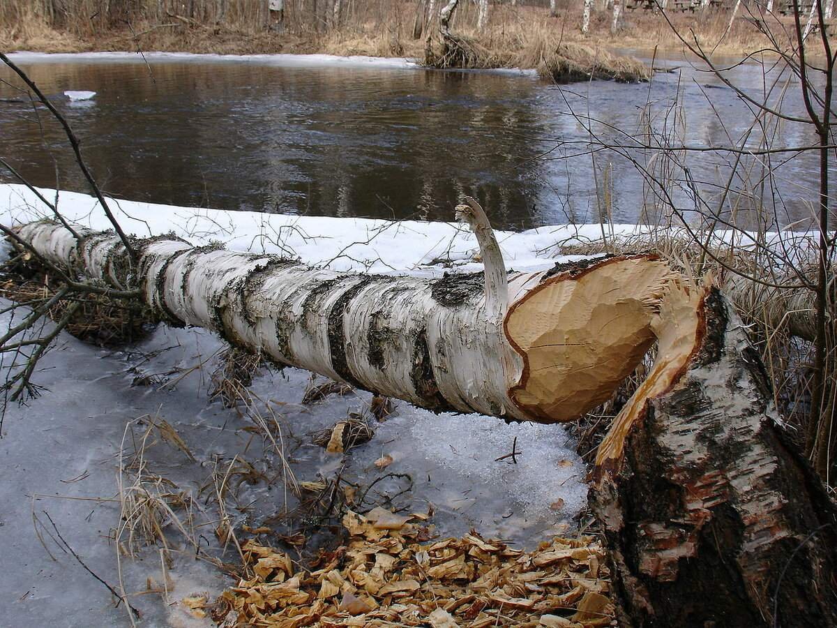 Срубленная береза