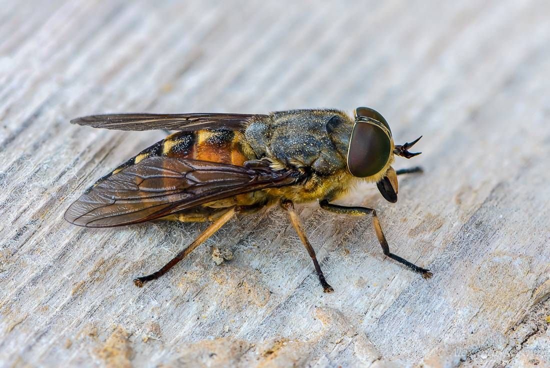 Паут. Слепень Tabanus. Бычий слепень насекомое. Сибирский слепень. Королевский слепень.