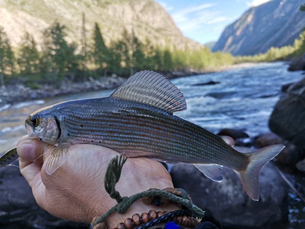 Вид рыбы хариус. Аляскинский хариус. Хариус рыба. Хариус Дальневосточный. Хариус Байкальский.