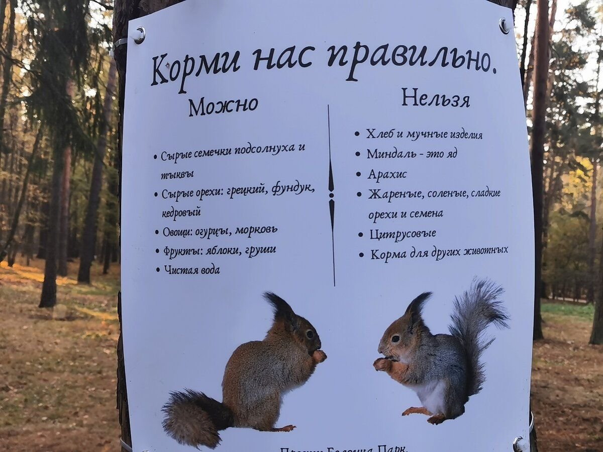 белка в парке